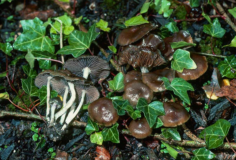 Psilocybe baeocystis